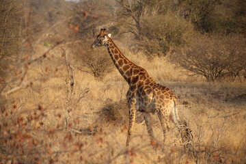 An African safari: Watching the majestic herds of giraffes in the savannah. A majestic picture of...