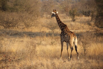 An African safari: Watching the majestic herds of giraffes in the savannah. A majestic picture of the herds of giraffes in the African savannah.  Pictures of wild life
