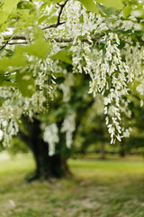 Beautiful white flowers with green leaves close-up. The American yellowwood tree is blooming in the park. Spring background. Summer landscape with trees and green meadow. Cladrastis kentuckea. Fabacea