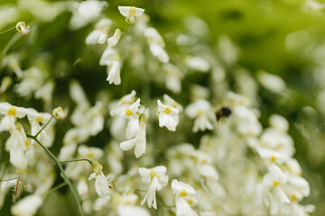 Beautiful white flowers with green leaves close-up. The American yellowwood tree is blooming in the park. Spring background. Summer landscape with trees and green meadow. Cladrastis kentuckea. Fabacea