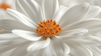 Fototapeta premium A macro shot of a white blossom featuring orange filaments at its core