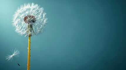  A dandelion swaying against a blue backdrop, with a monochrome dandelion in the foreground