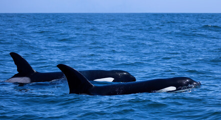 two orca, killer whale 