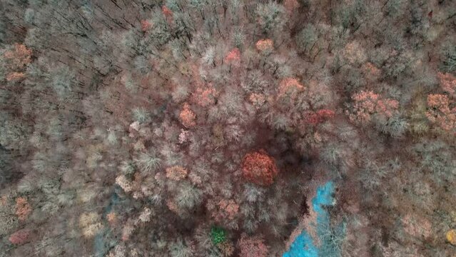 Aerial top down of forest in Fall around abandoned coal town Centralia Pennsylvania