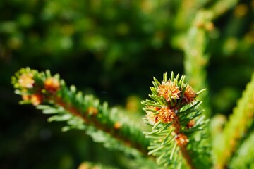 blooming spruce needle close up