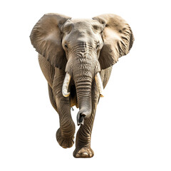 Fototapeta premium Elephant running towards camera on white background,png