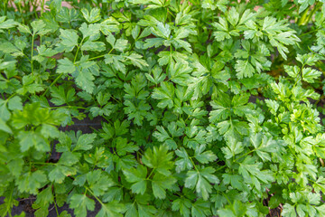 Parsley planted "Petroselinum crispum" in a vegetable garden ready to be harvested