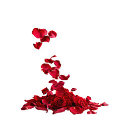 Falling red rose petals on white background,png