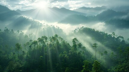   A lush, verdant forest brimming with towering trees bathed in the golden light filtering through the cloud-studded sky