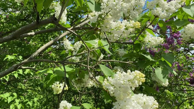 Close-up of white spring lilac flowers. Approaching a bouquet of lilacs. White common lilac flowering in the garden in springtime. Branch of a white lilac waves on a wind. High quality 4k footage