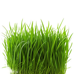 Obraz premium Green grass on white background,png
