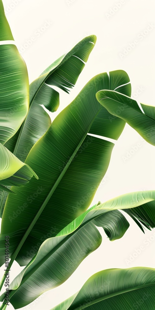 Canvas Prints banana leaves