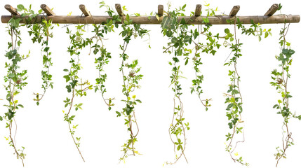 Hanging creepers with small flowers on a rustic wooden trellis, showcasing a natural wild look, isolated on transparent background