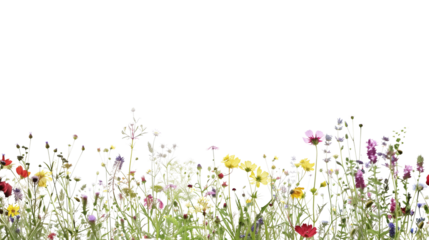 Field of mixed wildflowers in the breeze, isolated on transparent background
