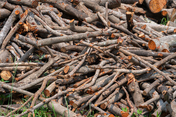 log with a pile of chopped wood use in fire place at home stored on forest woods green biomass energy in the forest.