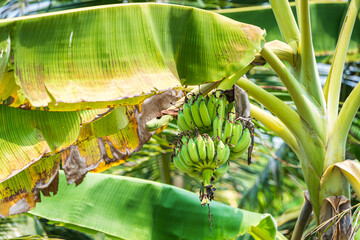 Green bananas summer fruit with a bunch on the banana tree  in a tropical rain forest the garden in Thailand.