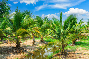 Obraz premium Coconut tree and Green Banana plantation in nature a tropical rain forest the garden integrated agriculture nature the garden with daylight blue sky white clouds in Thailand.