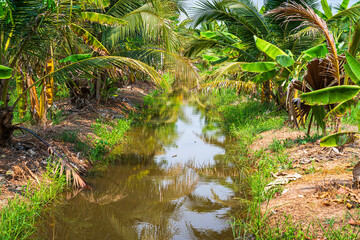 Green Banana and Coconut tree plantation in nature farm with a water canal a tropical rain forest the garden integrated agriculture nature the garden with daylight blue sky white clouds in Thailand.