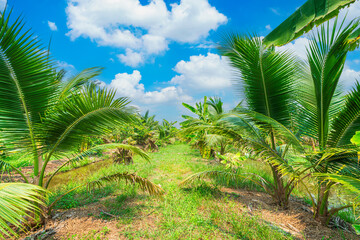 Green Banana and Coconut  tree plantation in nature a tropical rain forest the garden integrated agriculture nature the garden with daylight blue sky white clouds in Thailand.