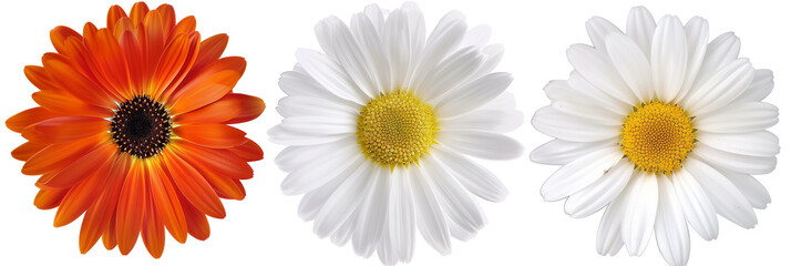 3 different daisy varieties, isolated on transparent background © PixeloAI