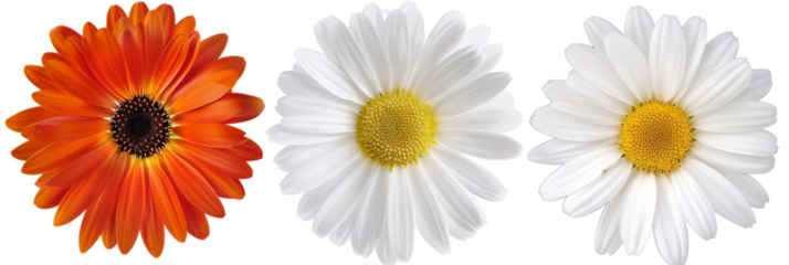3 different daisy varieties, isolated on transparent background