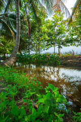Fototapeta premium Green Banana and Coconut tree plantation in nature farm with a water canal a tropical rain forest the garden integrated agriculture nature the garden with daylight blue sky white clouds in Thailand.