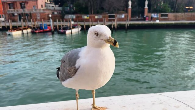Venice romantic scene: Close up sea gull 