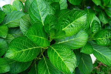 Green leaves of hydrangea,Hydrangeaceae from green plants with texture,foliage nature green...