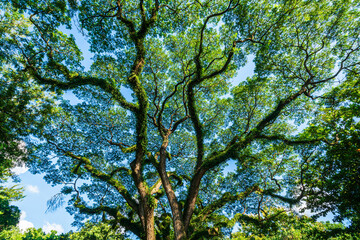 beautiful green leaves branch shining  silhouette of big tree with the sun rays and blue sky background.
