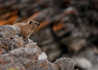 Dassie in the mountains