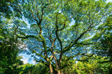 beautiful green leaves branch shining  silhouette of big tree with the sun rays and blue sky background.