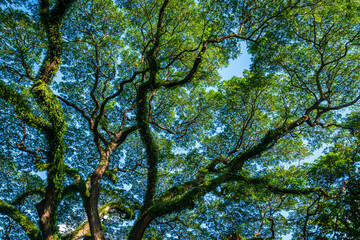 beautiful green leaves branch shining  silhouette of big tree with the sun rays and blue sky background.