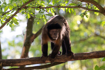 CAPUCHIN MONKEY SAPAJUS APELLA