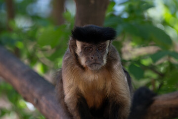 Fototapeta premium CAPUCHIN MONKEY SAPAJUS APELLA