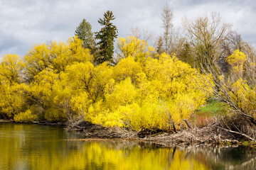 a spring scene of colorful foliage along the Whitefish River in Riverside Park, Whitefish, Montana