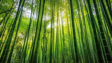 Fototapeta premium Bamboo forest. Generative AI