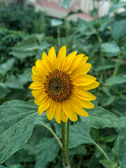sunflower in the garden