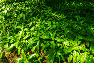beautiful green callisia fragrans plant at Huai Kaeo waterfall at Huai Kaeo waterfall National Park in tourist attraction with green forest nature in Chiang Mai,Thailand.