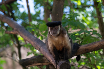 Obraz premium CAPUCHIN MONKEY SAPAJUS APELLA