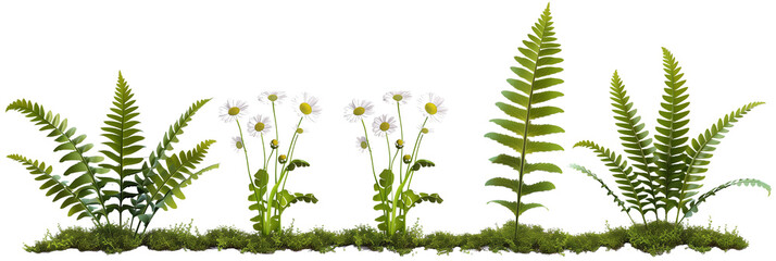 set of settings of ferns with daisies, isolated on transparent background