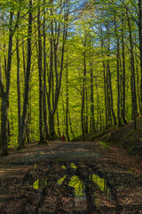 Obraz premium Garras verdes en el camino primaveral