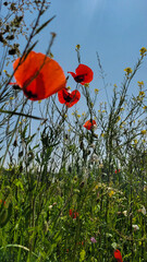 Green meadow with beautiful red poppy flowers on the background of blue sky