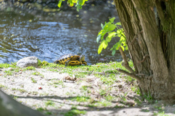 Turtle in the sun next to the water