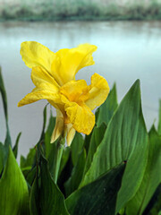 Golden canna