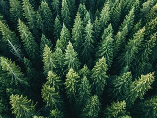 Overhead view of a lush evergreen landscape with pine trees and larches