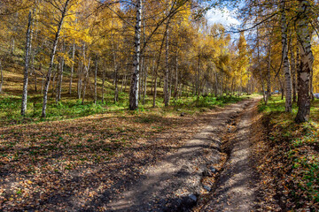 path in autumn forest