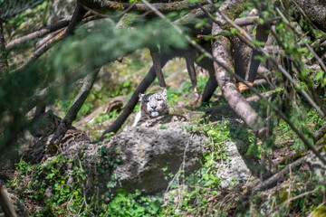 SNOW LEOPARD PANTHERA UNCIA