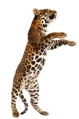 Jaguar standing on back legs isolated on white or transparent background, png clipart, design element. Easy to place on any other background.