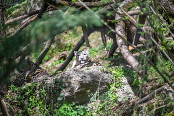 SNOW LEOPARD PANTHERA UNCIA