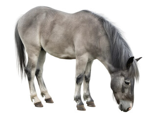 Side view grazing horse is eating grass isolated on white or transparent background, png clipart, design element. Easy to place on any other background.